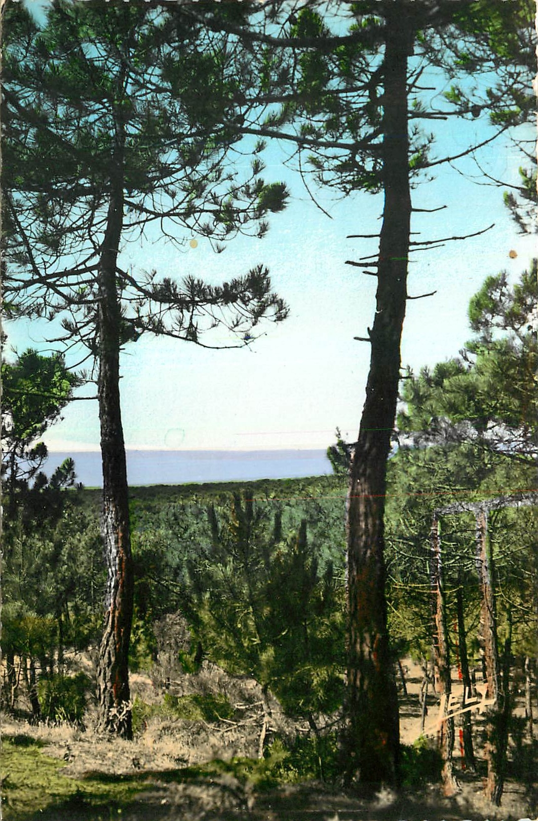 CPM St Jean de Monts Vendee Paysage en Foret la Mer de Pins 