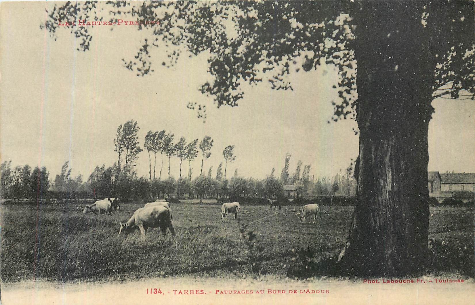 Tarbes - Paturages au Bord de l'Adour — Phot. Labouché Fr. - Toulouse