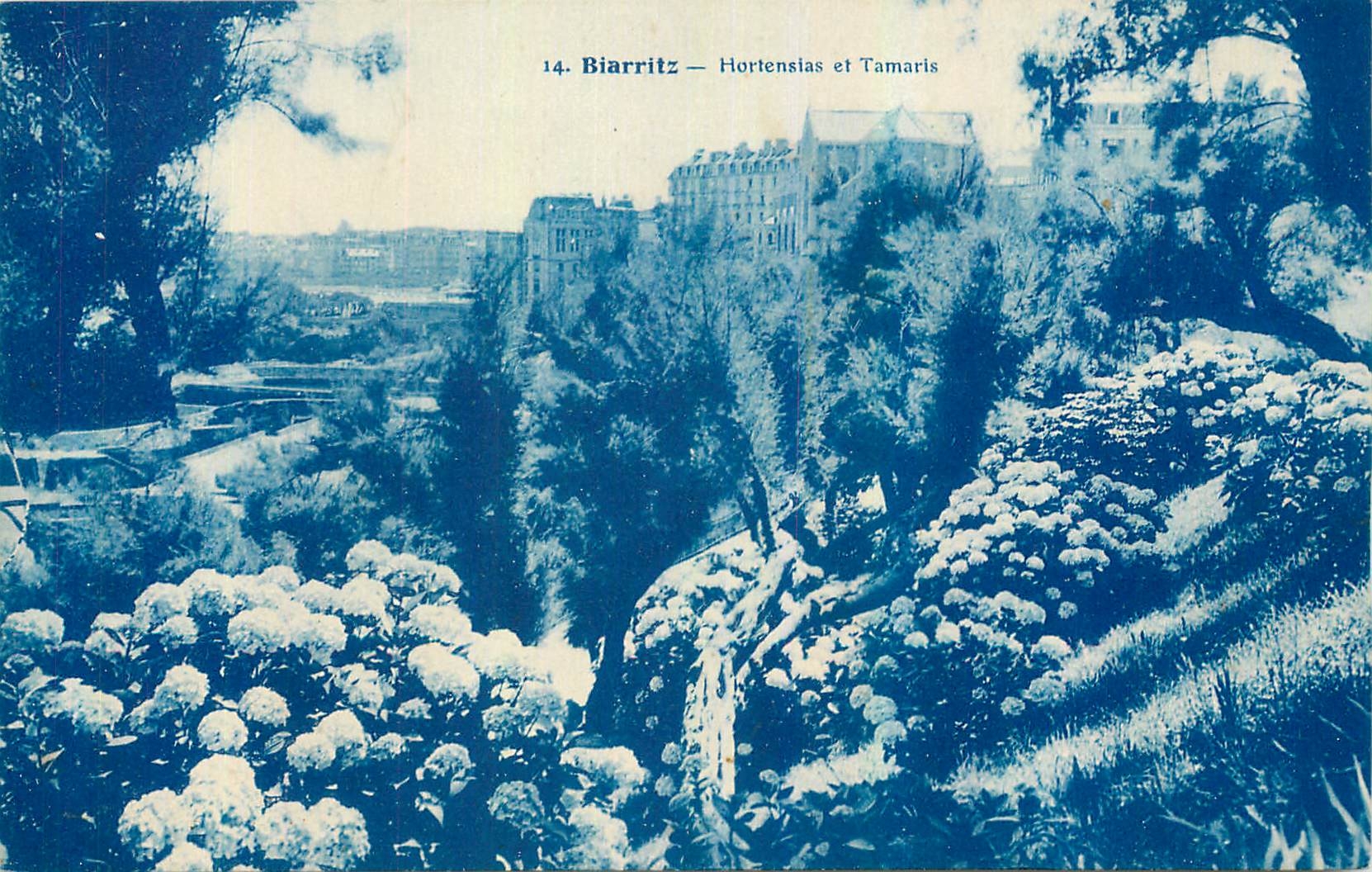 CPA Biarritz Hortensias et tamaris 