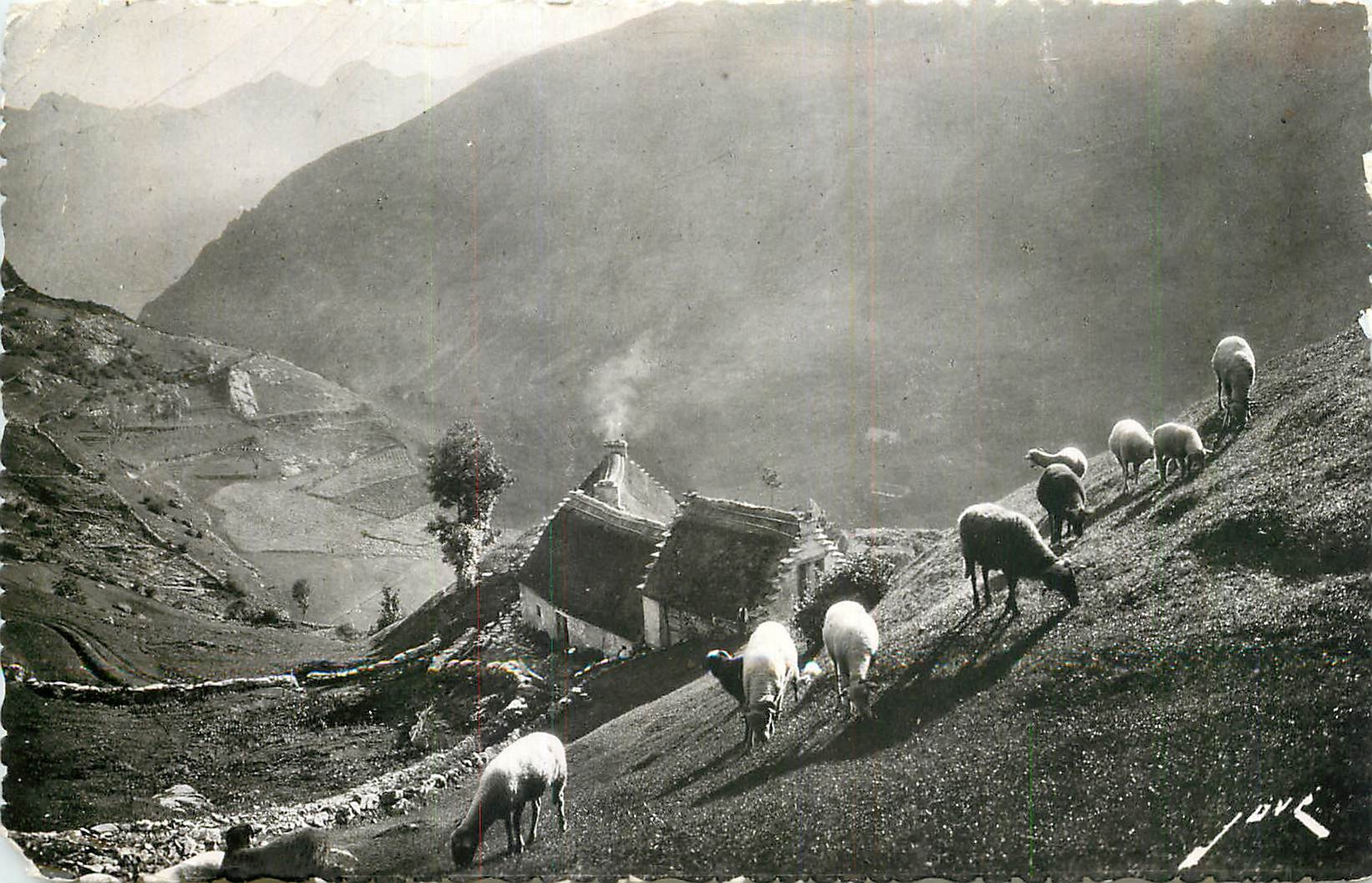 CPA Terroir Pyreneen Paturage en Haute Montagne 