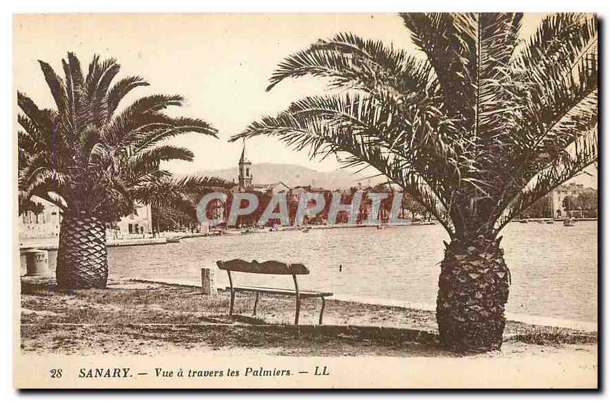 CPA Sanary Vue a travers les Palmiers 