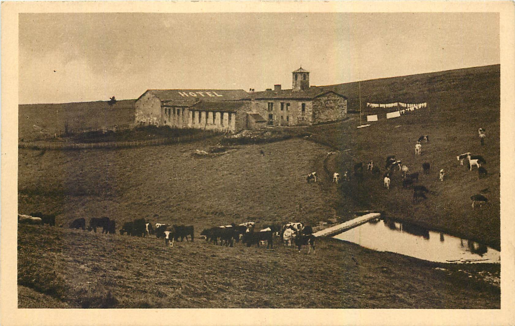 CPA La Jasserie Hotel du Mont Pilat Ses prairies et son troupeau Vaches