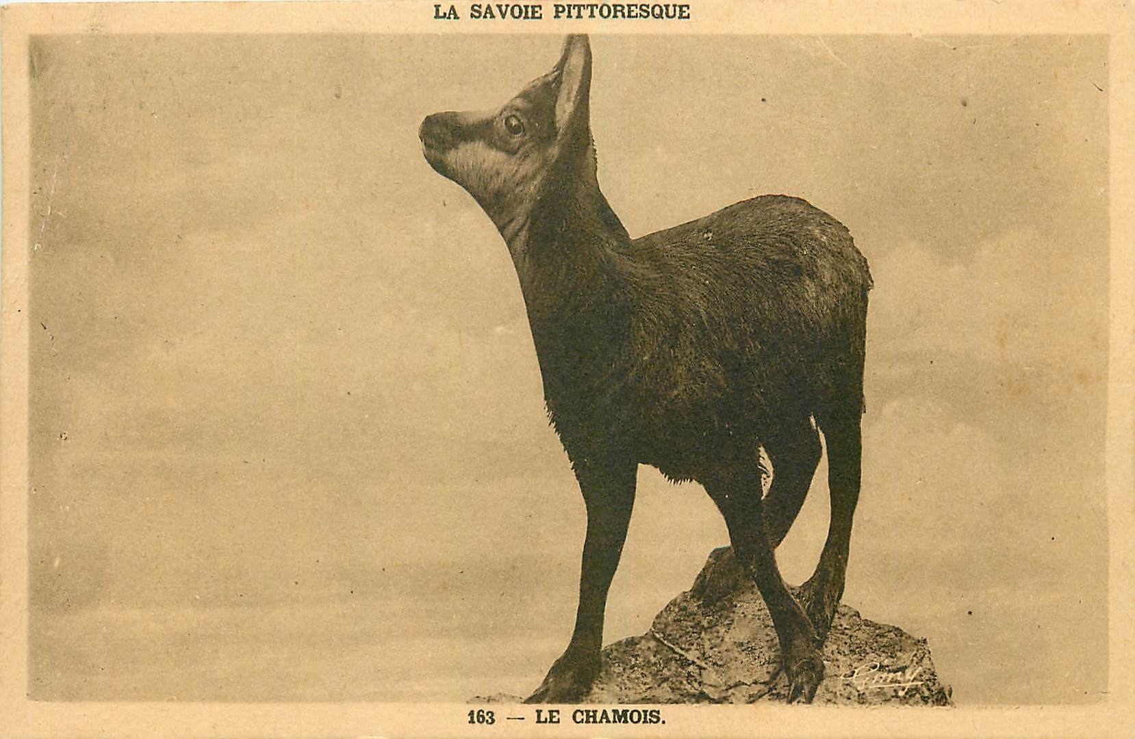 CPA La Savoie Pittoresque Le Chamois 