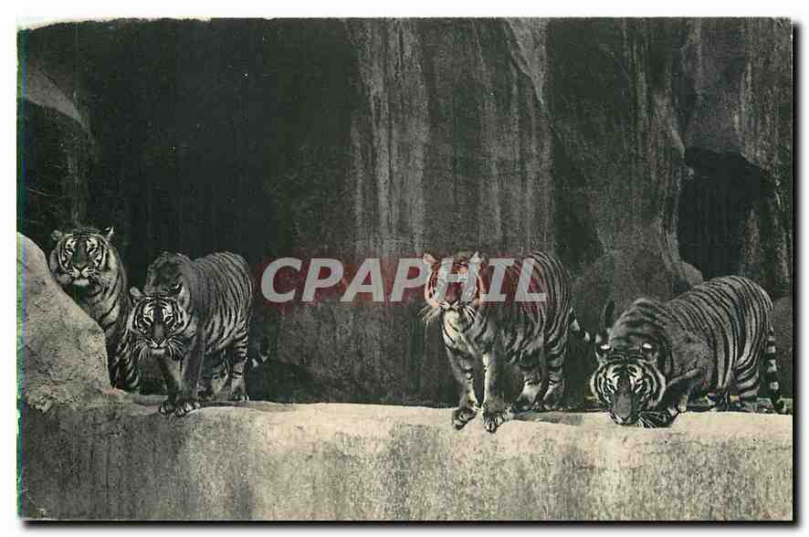 CPA Museum National d'histoure naturelle Parc Zoologique du Bois de Vincennes Paris Un beau groupe d