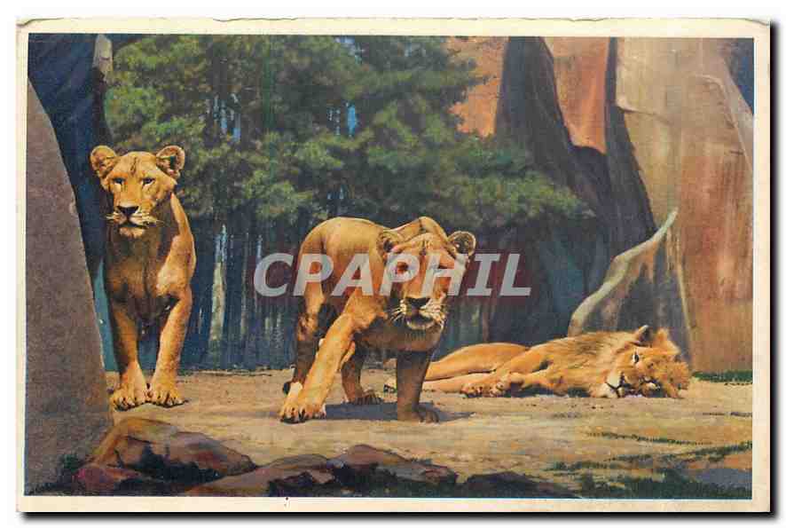 CPA Museum National d'Histoire Naturelle Parc Zoologique du Bois de Vincennes Paris Lion et Lionnes 