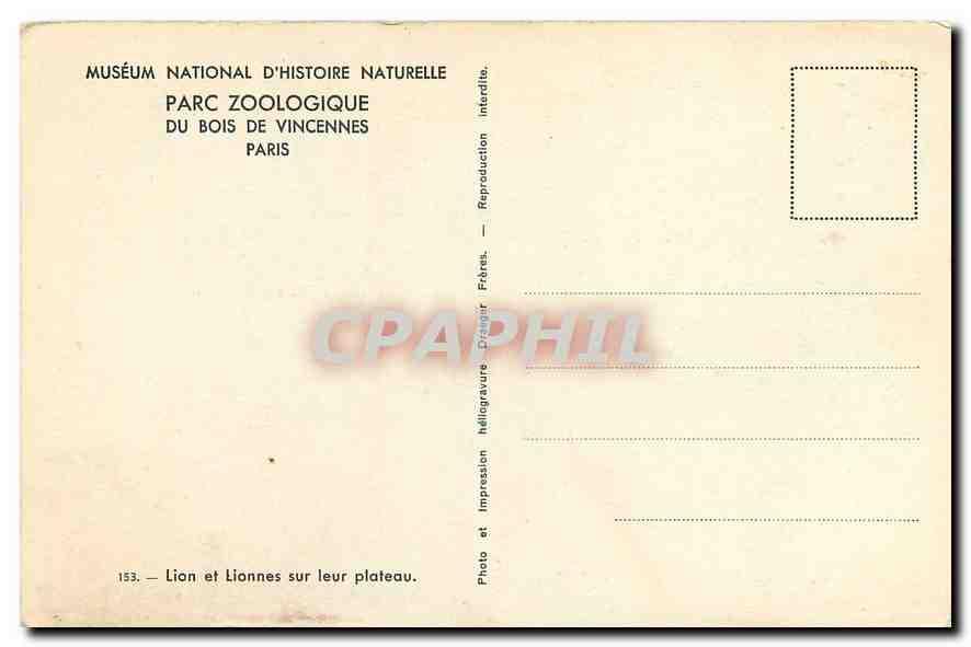 CPA Museum National d'Histoire Naturelle Parc Zoologique du Bois de Vincennes Paris Lion et Lionnes  — Rückseite