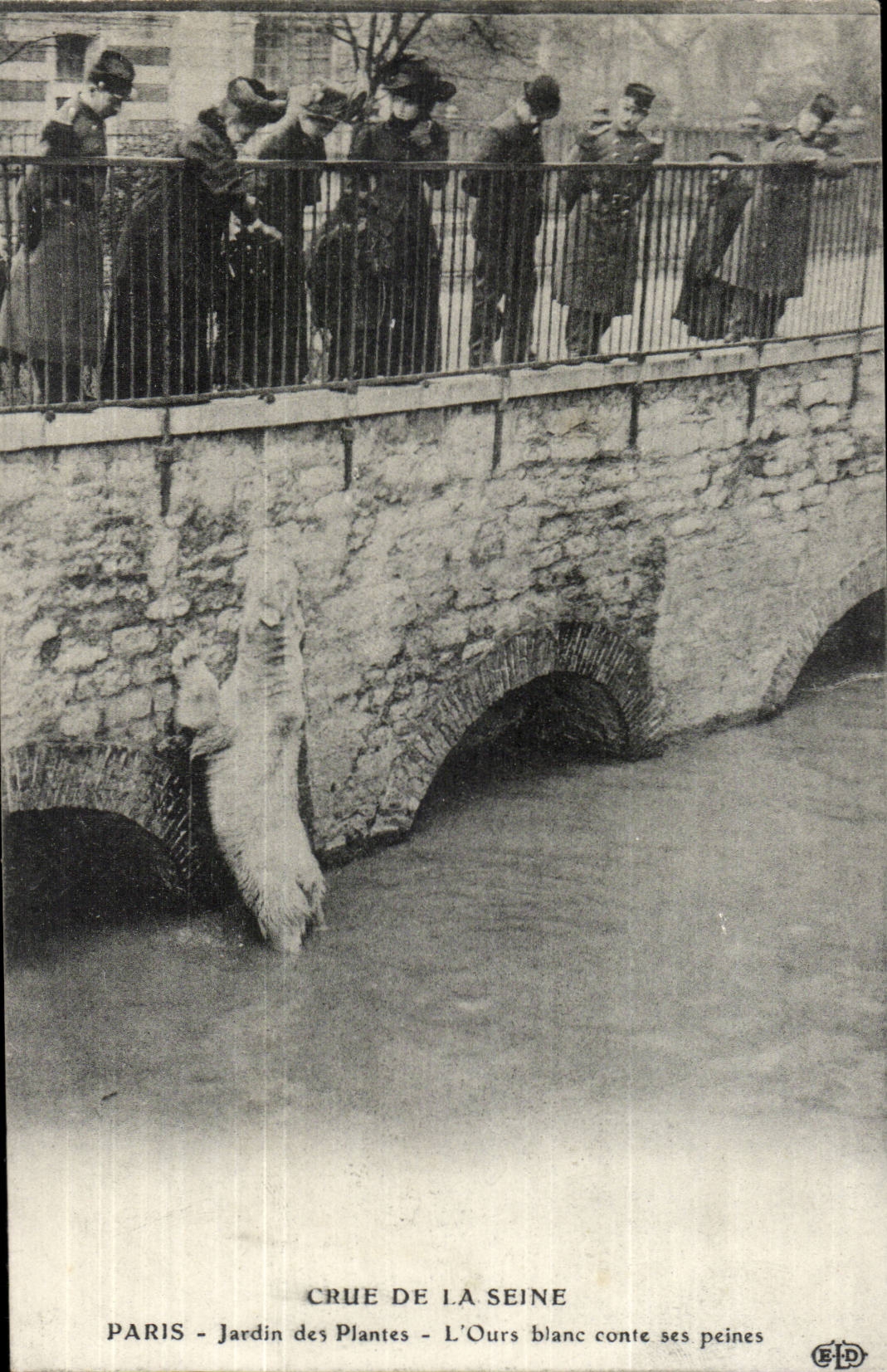 CPA Crue de la Seine Jardin des Plantes L'ours blanc conte ses peines Bear