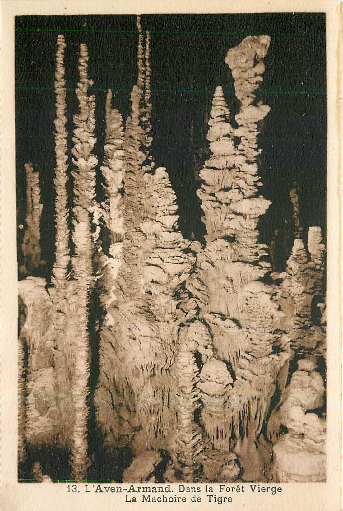 CPA L'Aven Armand Dans la Foret Vierge La Machoire de Tigre 