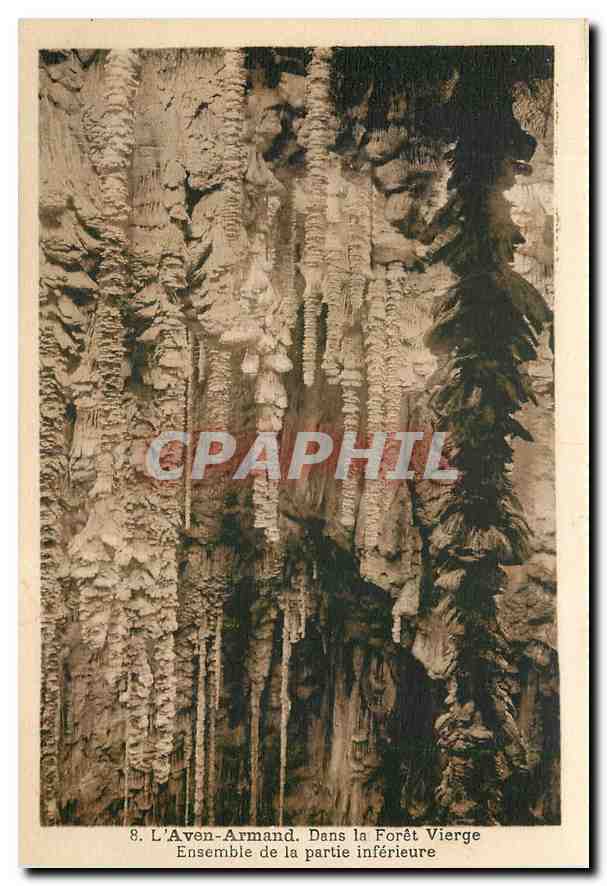 CPA L'Aven Armand Dans la Foret Vierge Ensemble de la partie inferieure 