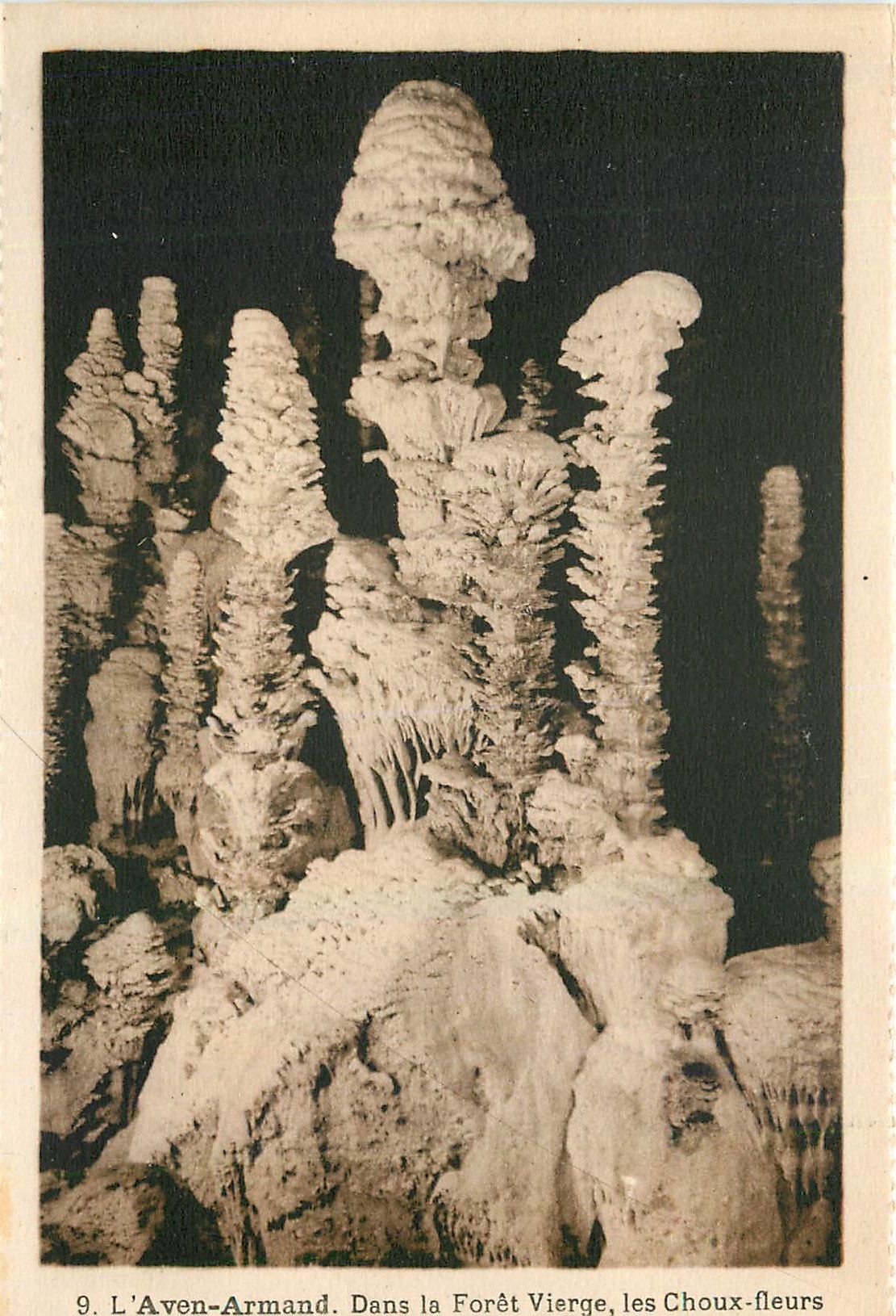 CPA L'Aven Armand Dans la Foret Vierge le Choux fleurs 