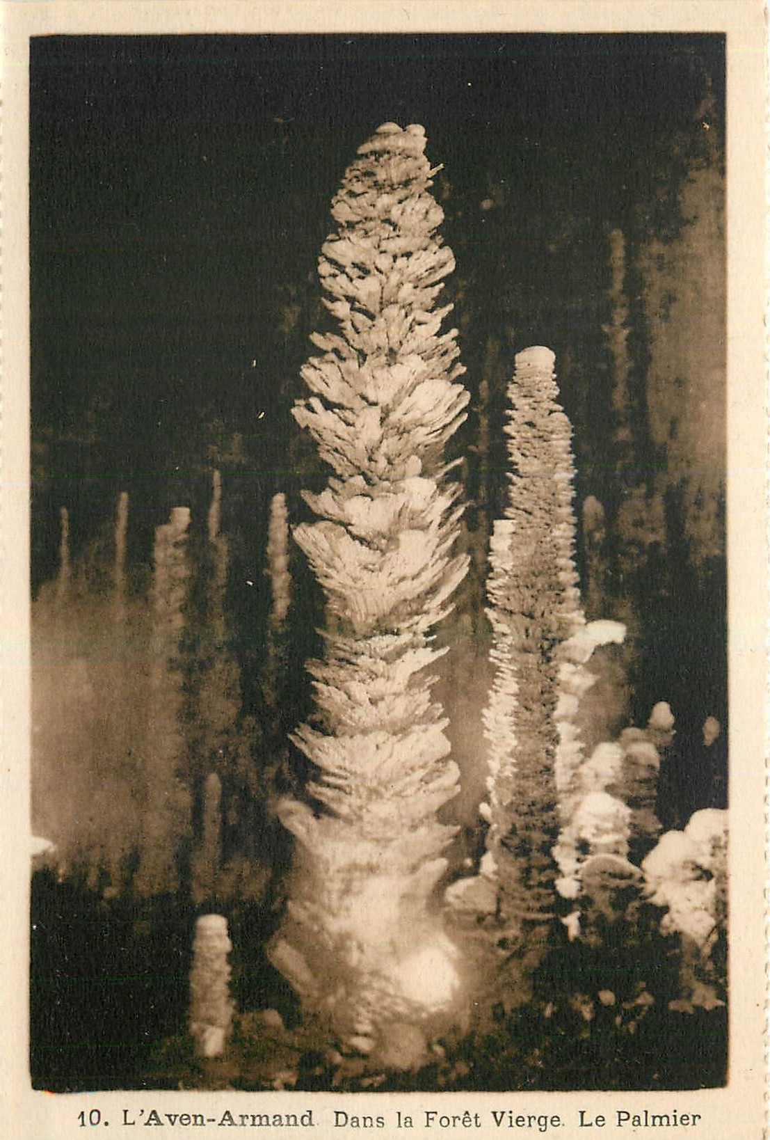CPA L'Aven Armand Dans la Foret Vierge Le Palmier 