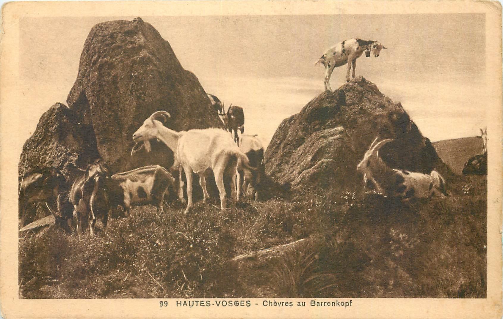 CPA Haute Vosges Chevres au Barrenkopf 