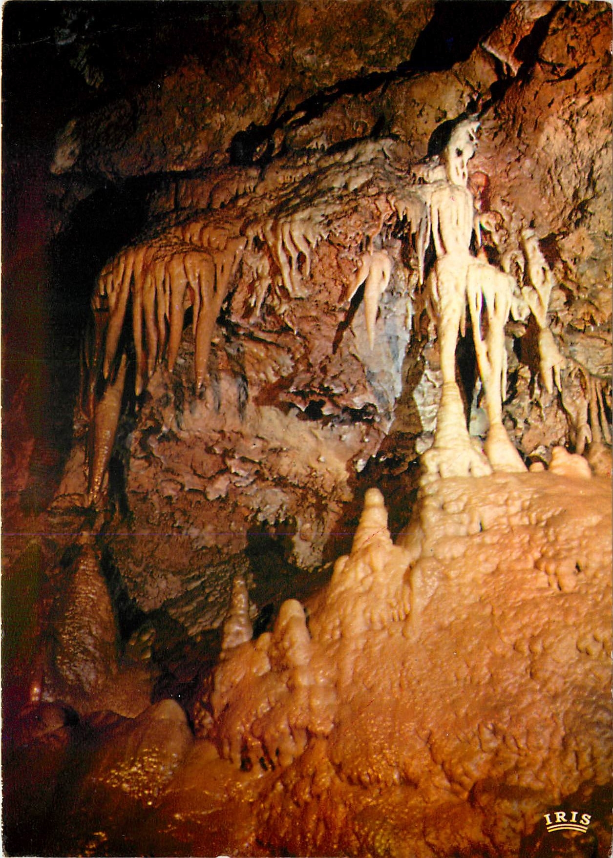 CPM La Cote d'Azur Les Grottes de Saint Cezaire Alpes Maritimes Le Squelette et les orgues 
