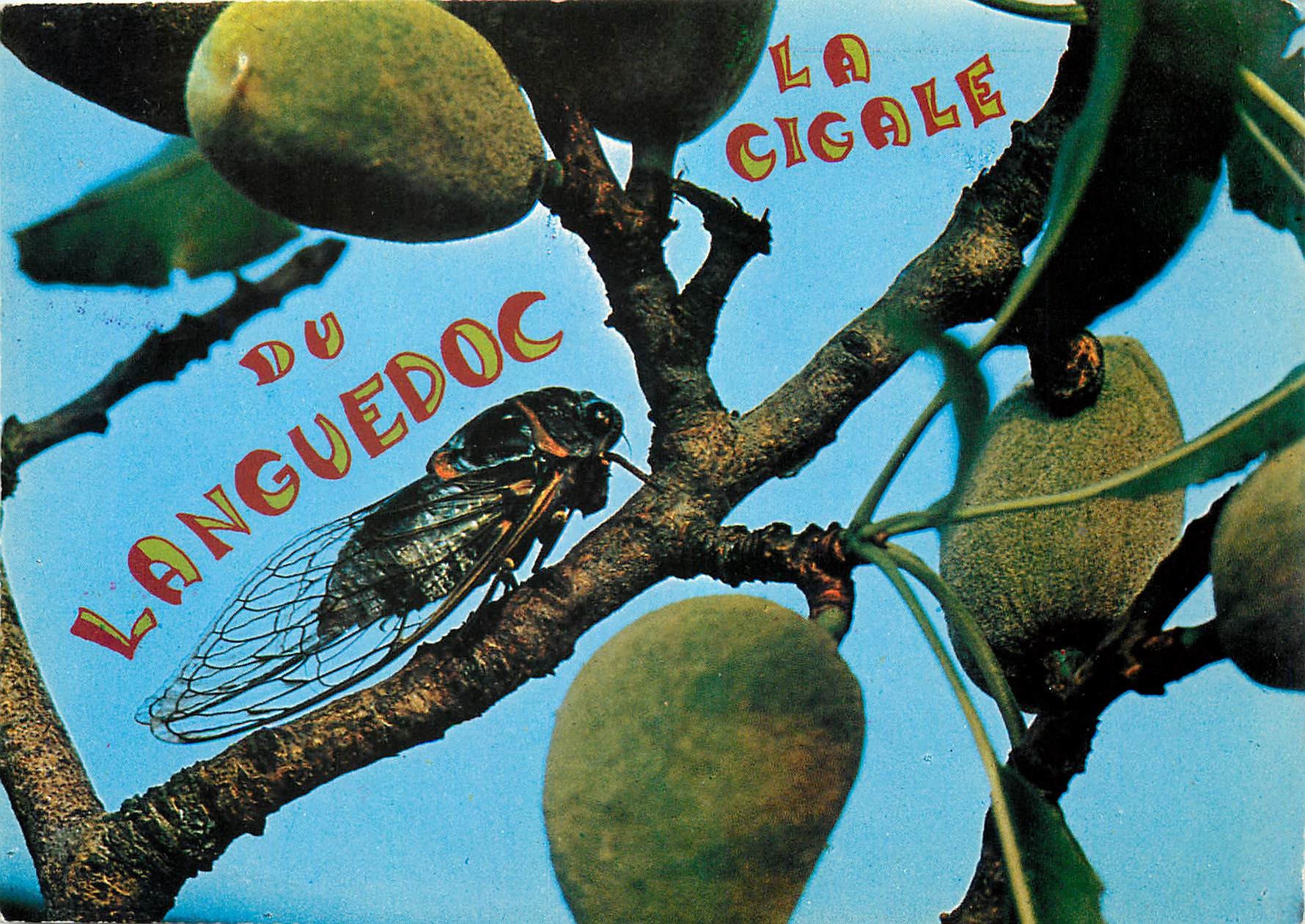 CPM Sites Meditarranees La cigale du Languedoc 