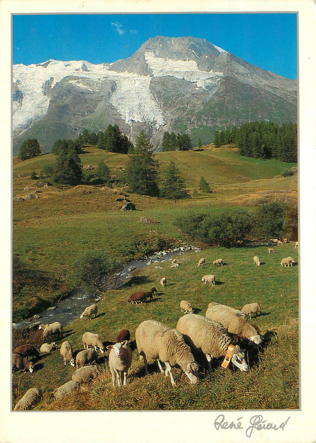 CPM Images de Chez Nous En alpage Moutons