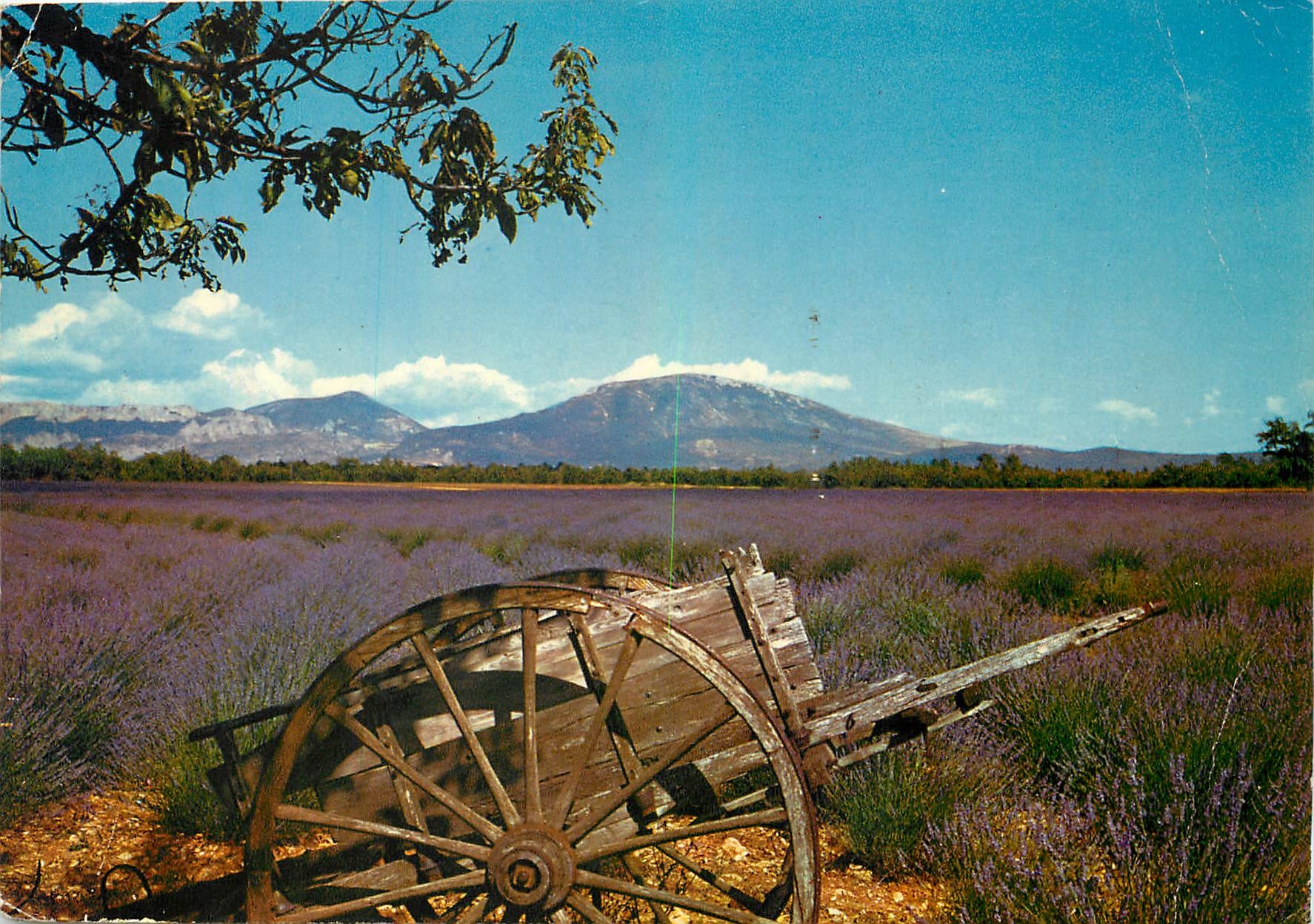CPM Sous le Beau ciel de Provence Champ de lavande 