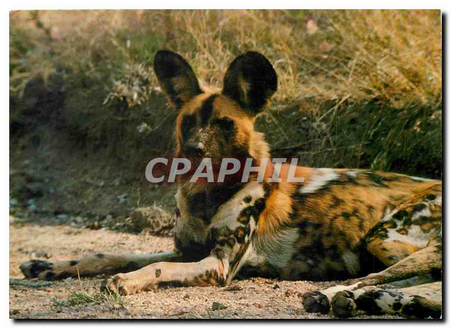 CPM Cape Hunting Dog Hyene Chien