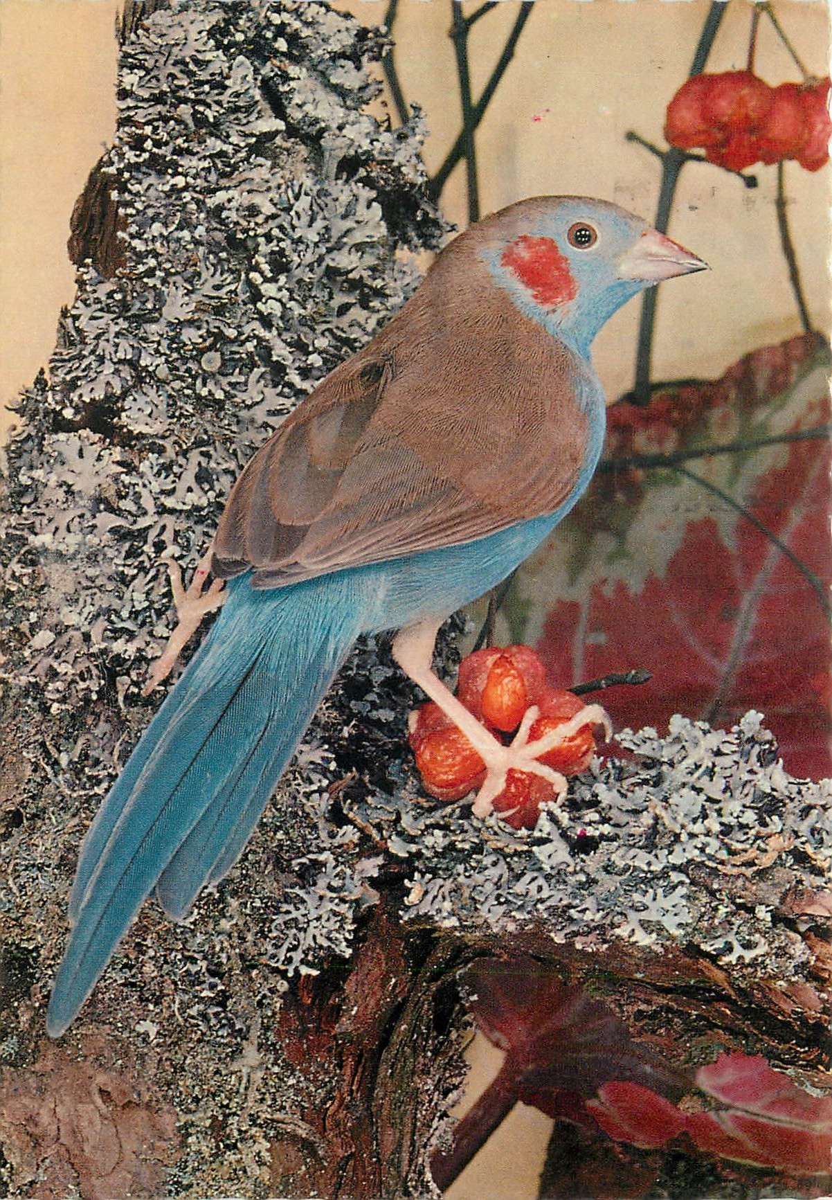 CPM Cordon Bleu 