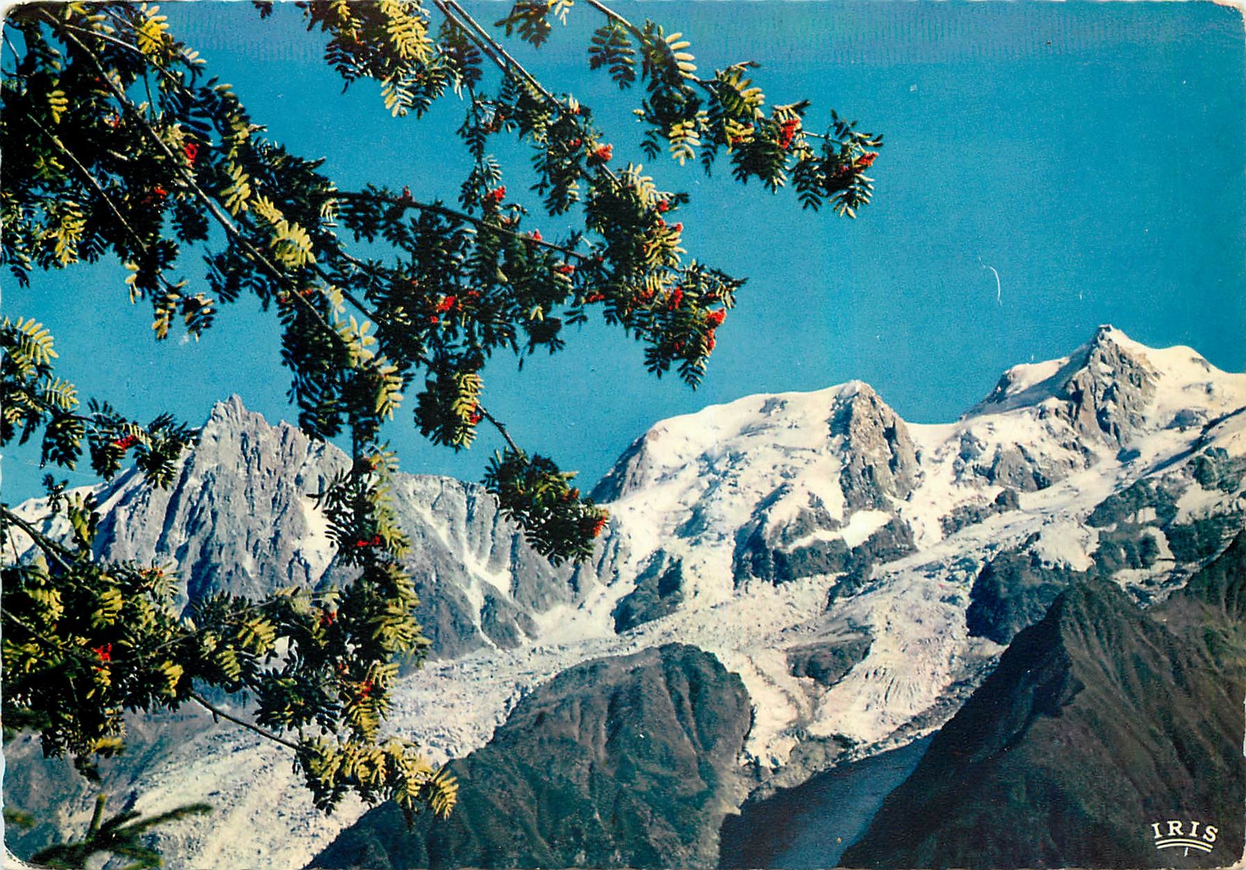 CPM Fleurs et Neiges l'Aiguille du Midi et la Chaine du Mont Blanc 