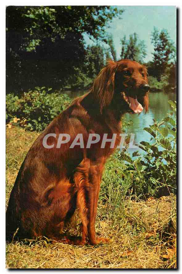 CPM Telemagazine Setter Irlandais Chien