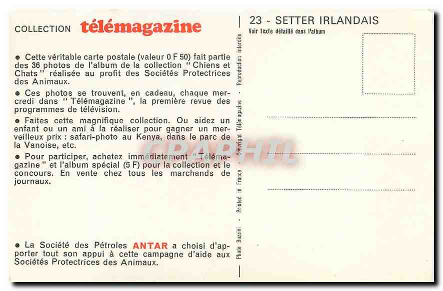 CPM Telemagazine Setter Irlandais Chien — Back