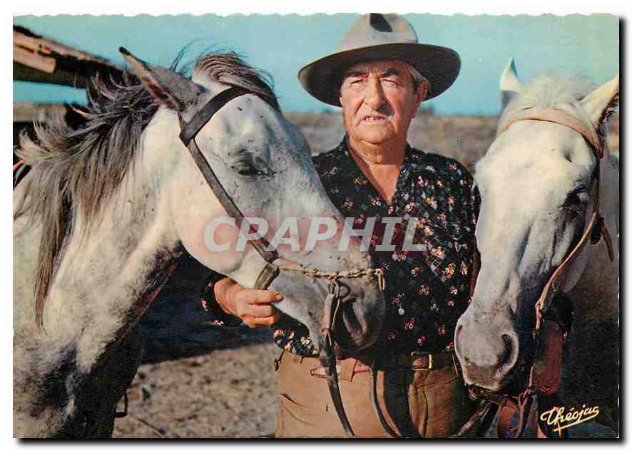 CPM La Provence et son folklore La Camargue Le Gardian et ses Chevaux 