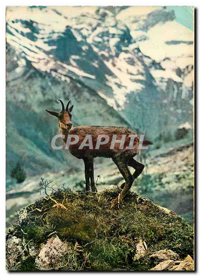 CPM Les Pyrenees l'Izard 