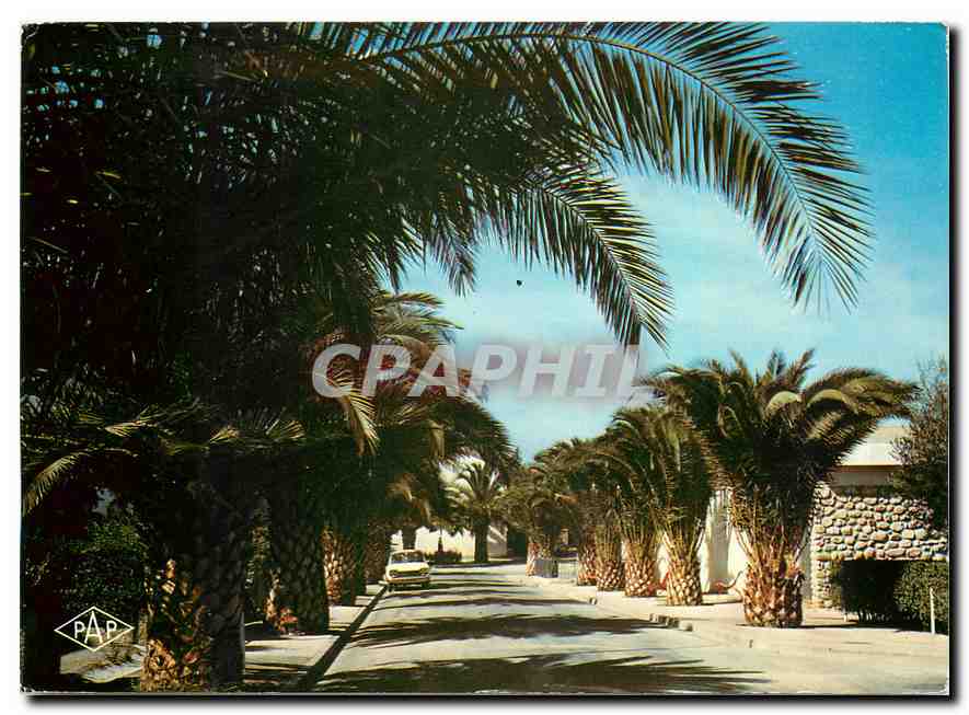 CPM Saint Cyprien l'Avenue des Palmiers 