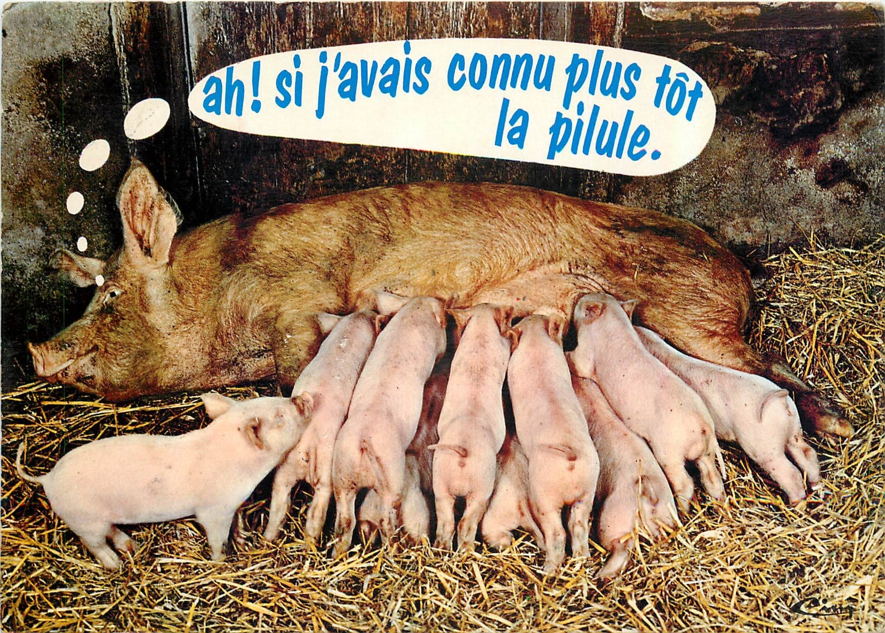 CPM Animaux Humoristiques Une Belee Mere Cochon Porc