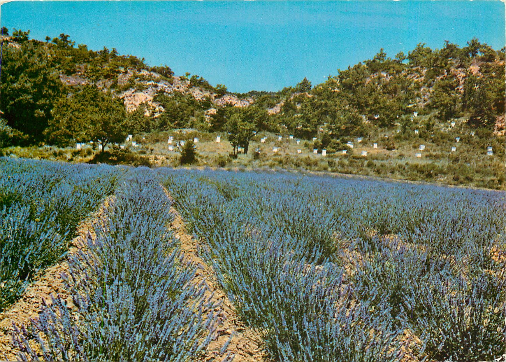 CPM La provence embaurnee et son miel parfume 