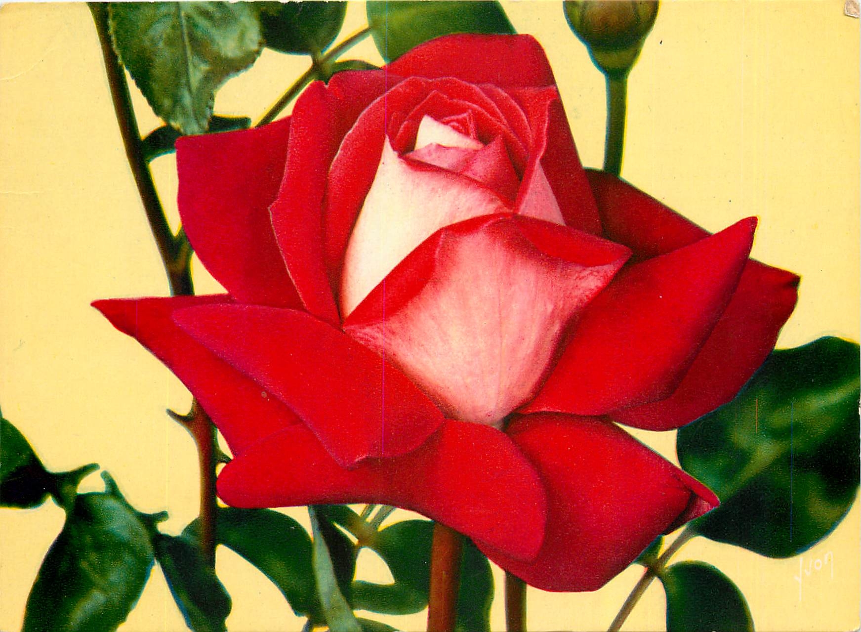 CPM Jolies roses de France Grand Gala Meiland 