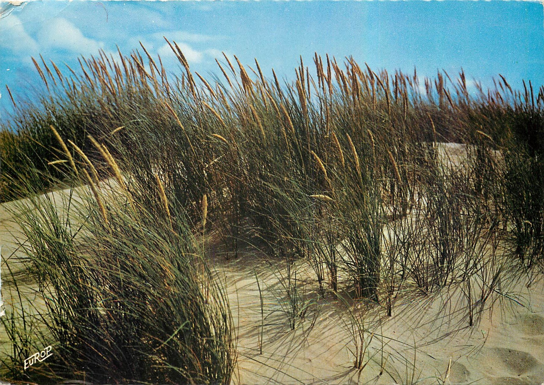 CPM Cote Atlantique fleurs des dunes les oyats 