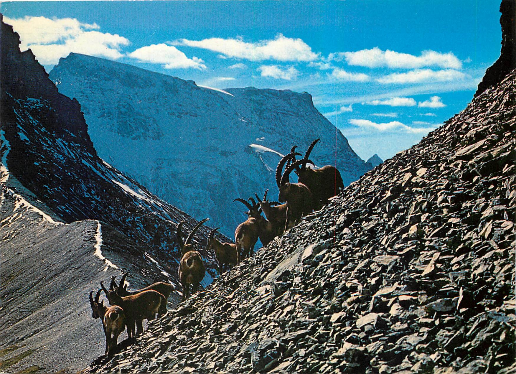 CPM Steinwild am Grossiglockner Engstliggrat und Wildstrubel 