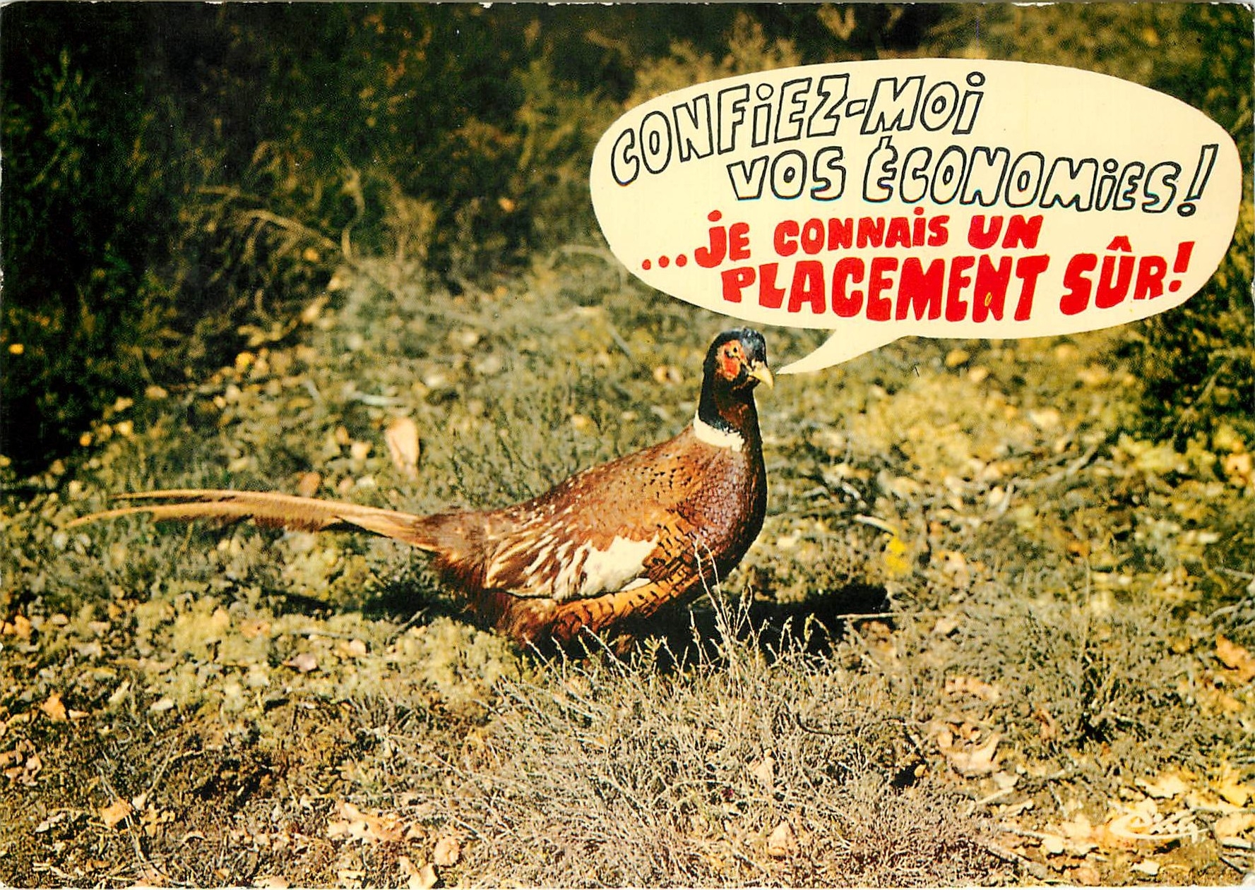 CPM Animaux Humoristiques Perdrix