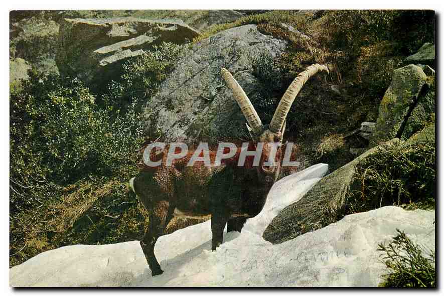 CPM Bouquetin 