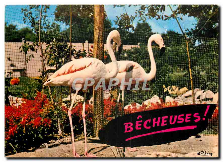 CPM Animaux Humoristiques Flamants roses