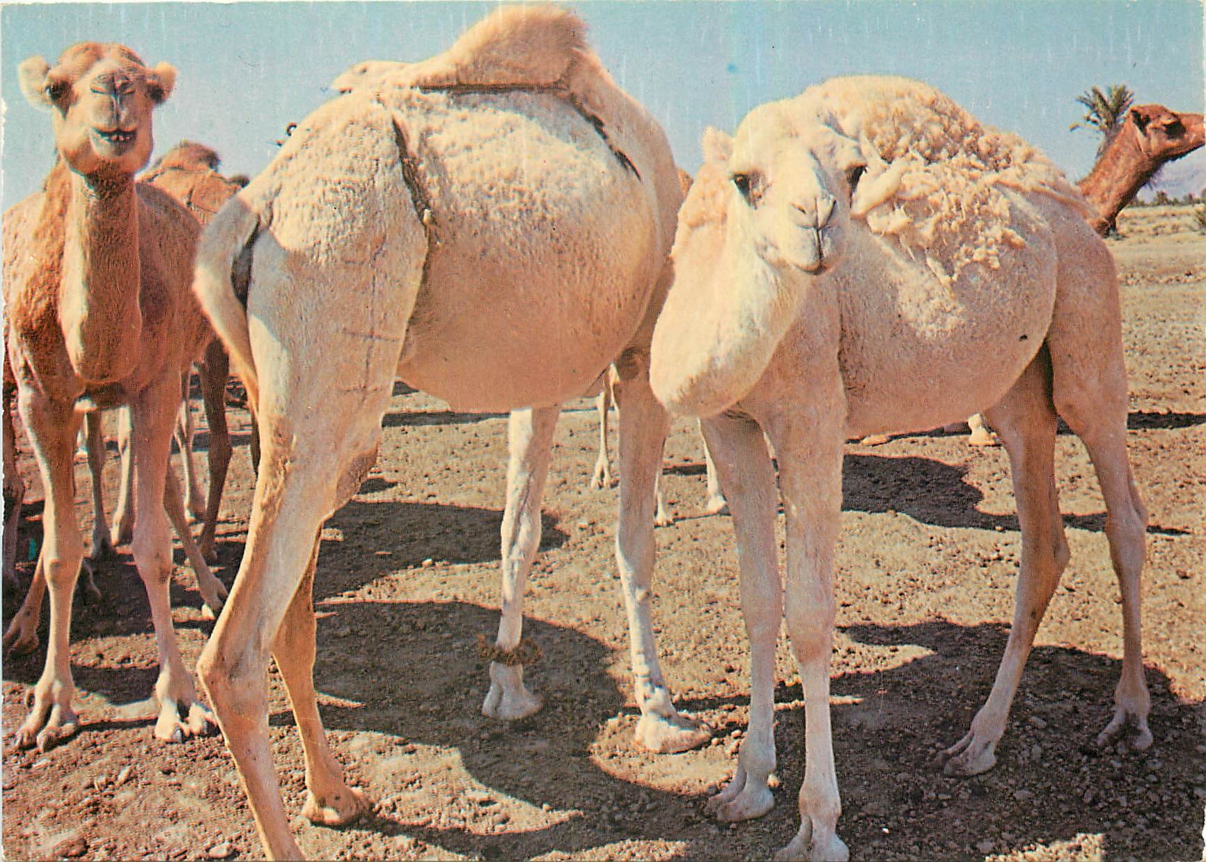 CPM Tunisie Troupeau de Chameaux 