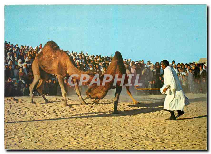 CPM Sud Tunisien Combat de Chameaux 