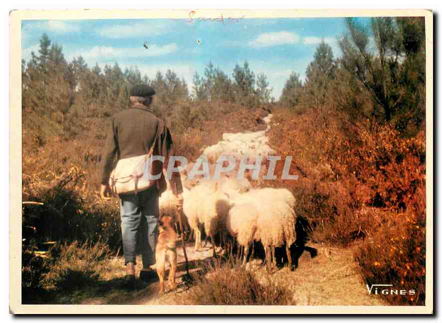 CPM Visage des Landes Retour du tropeau a la bergerie 