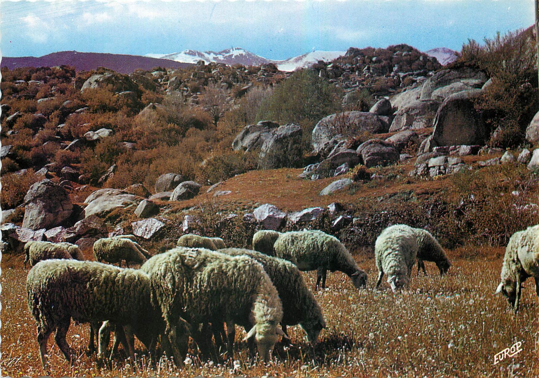 CPM La Cerdagne Moutons dans les Chaos de Targasonne 