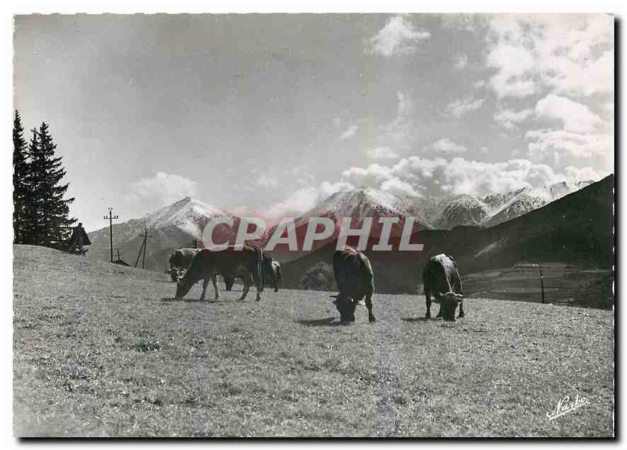 CPM Paturages en Cerdagne Vaches