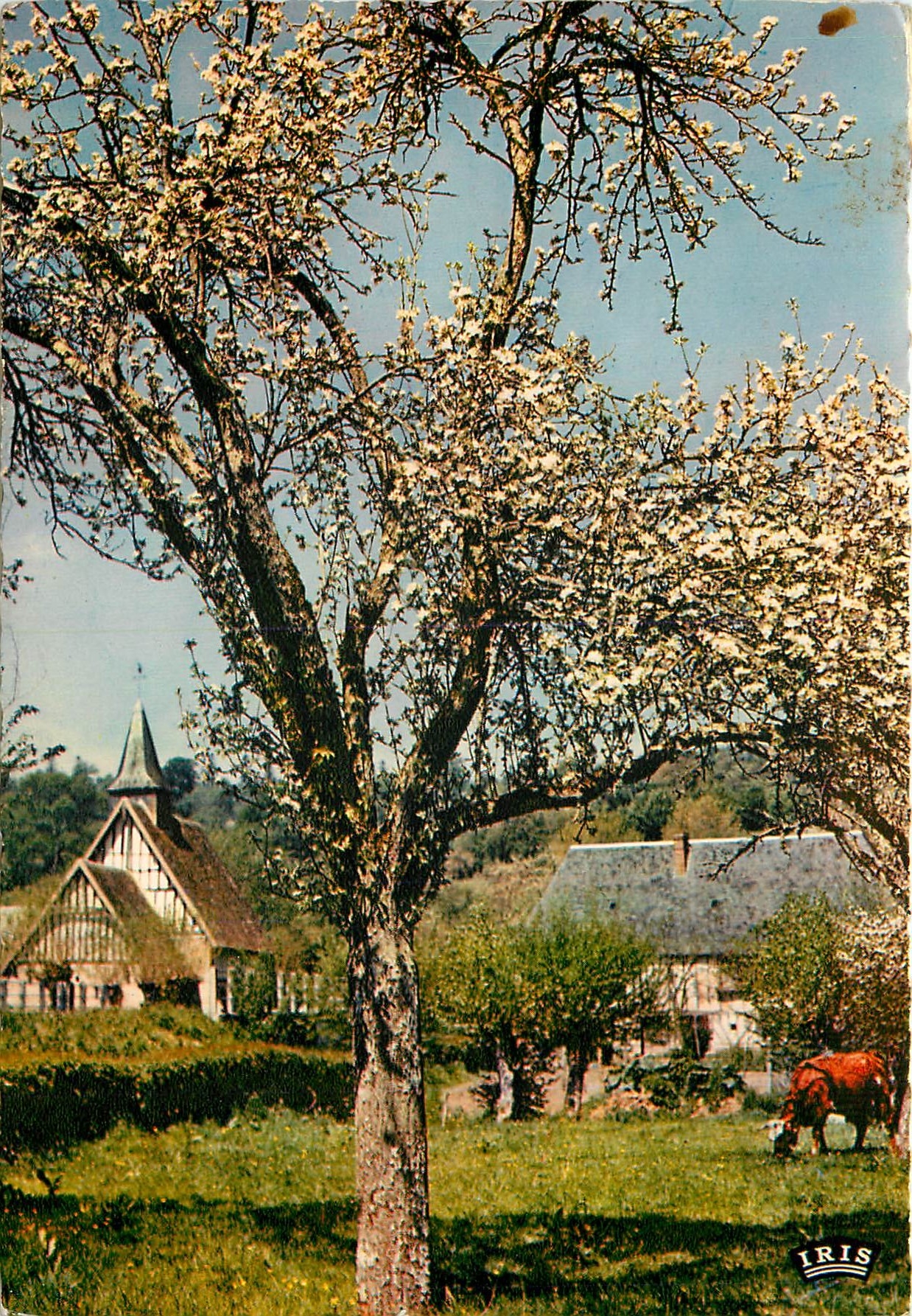 CPM La Normandie Paysage normand et Pommiers en fleurs 