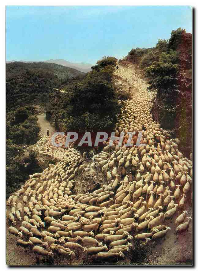 CPM Images de France La Transhumance Moutons