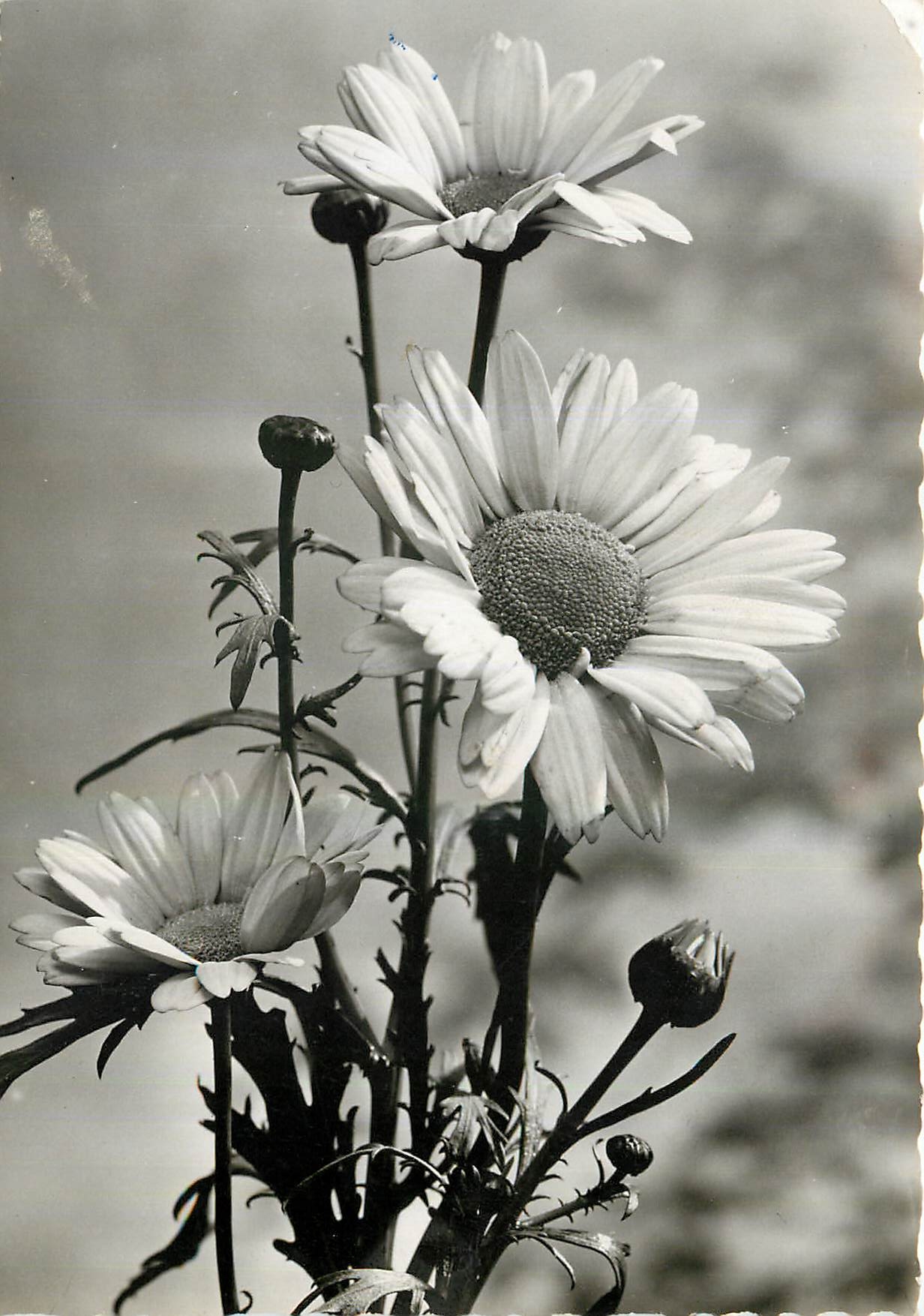 CPM L'Anthemis 