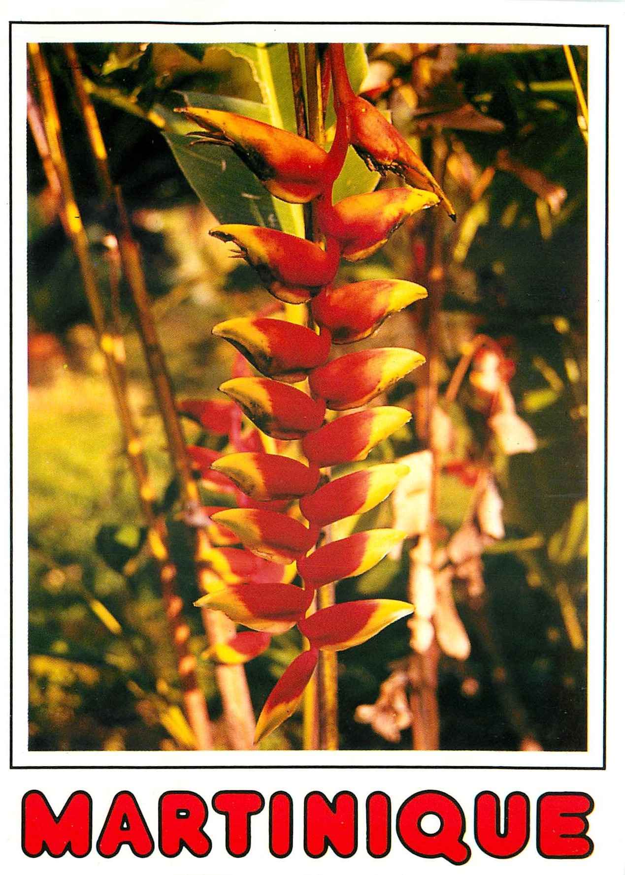 CPM Il etait une fois la Martinique Fleur de Balisier 