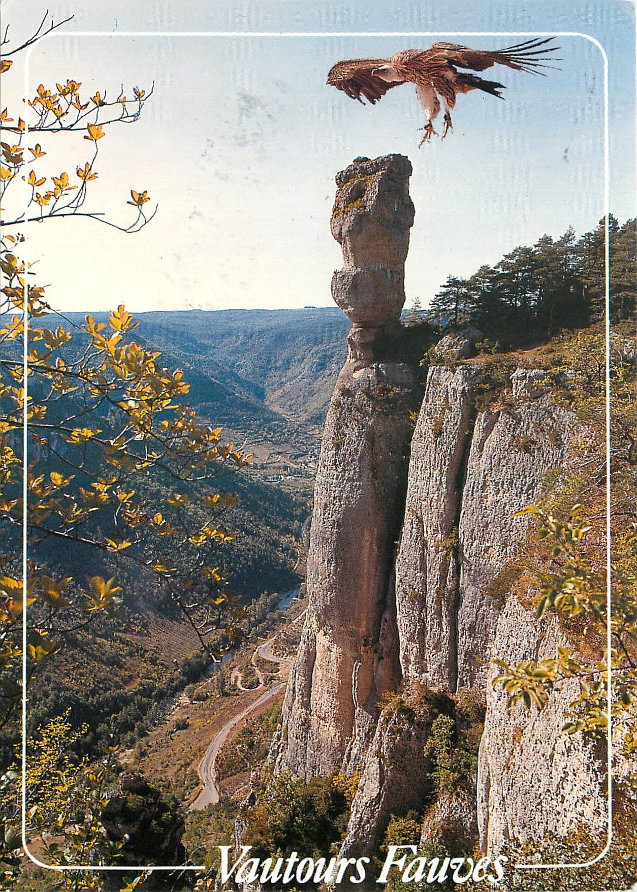 CPM Entre Tarn et Jonte Lozere Sur le Causse Mejean Vautours Fauves 