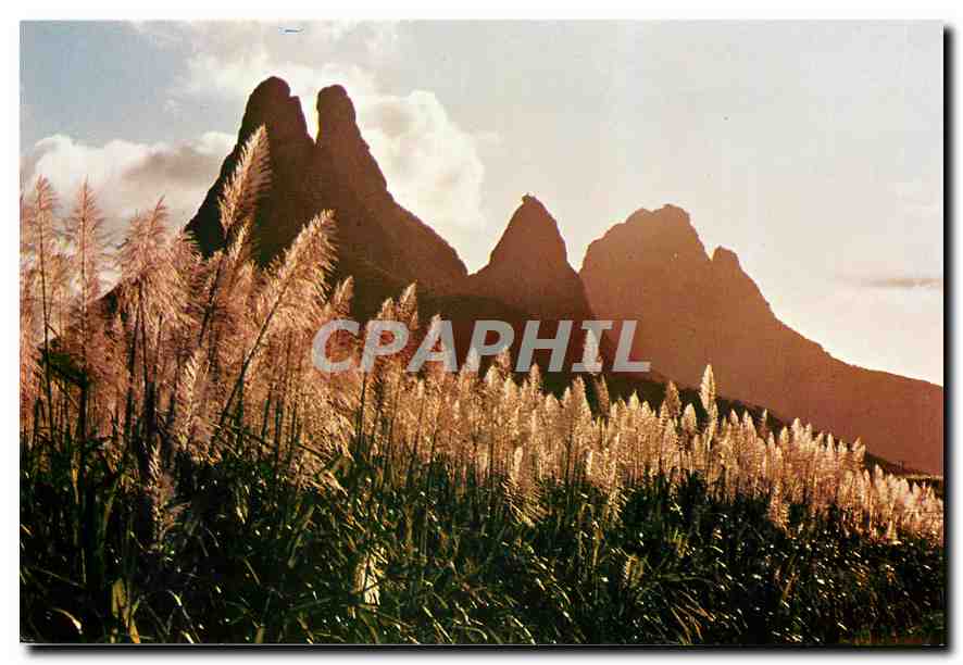 CPM L'Ile Maurice Mauritius Montagne des Trois Mamelles Cannes a Sucre en fleur 