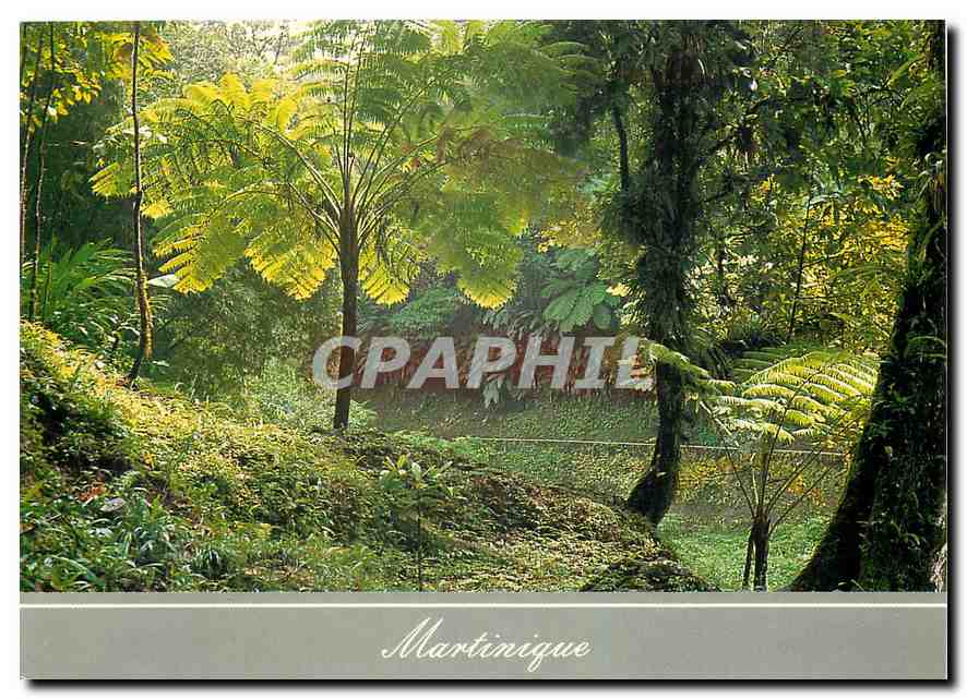 CPM La Martinique Fougeres arborescentes Route de la Trace 