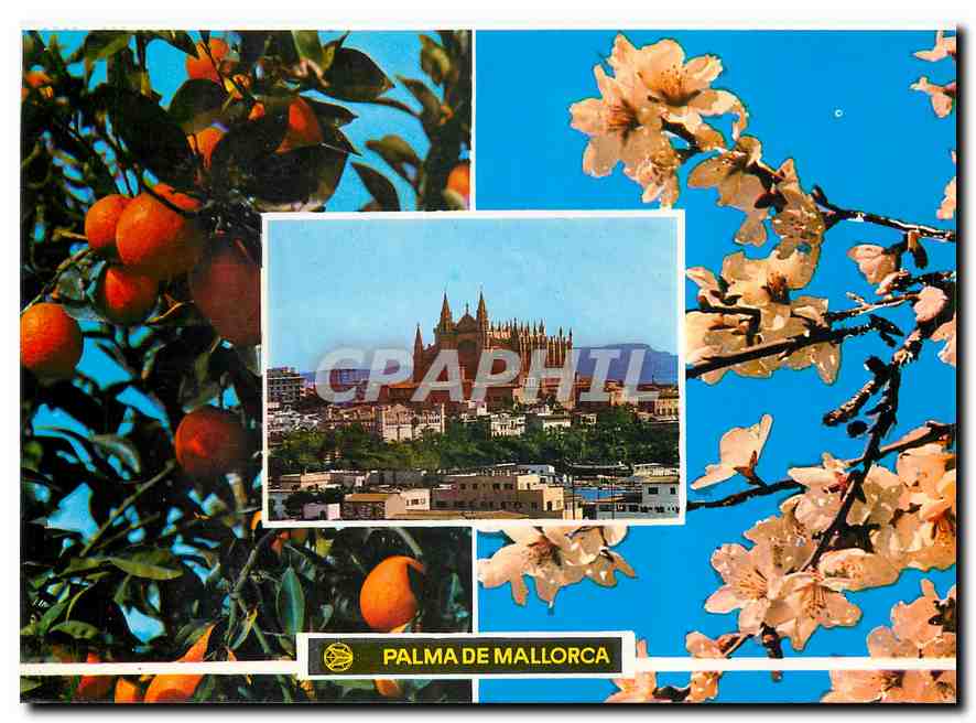 CPM Palma de Mallorca Narandjos y flor de Almendro 