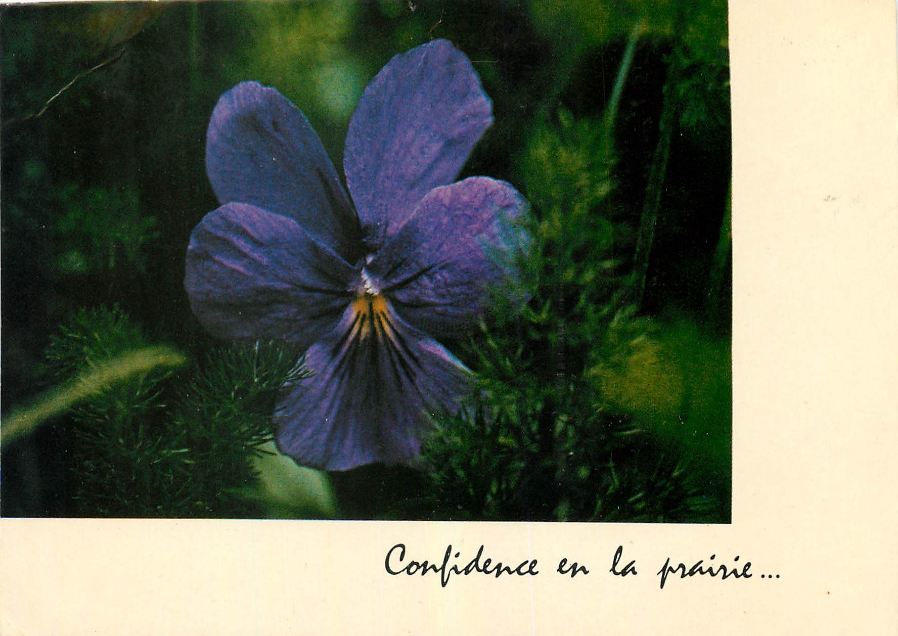 CPM Pensee des Vosges et fenouil des Alpes 